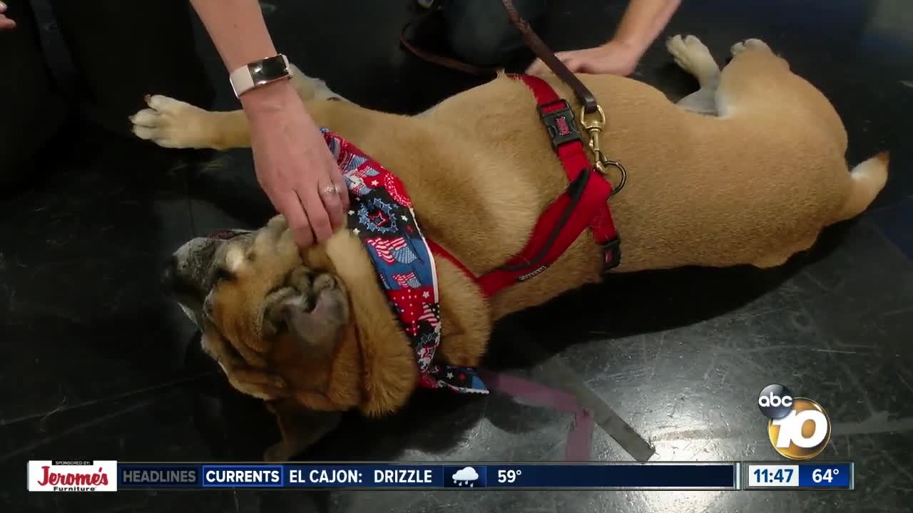 10News Pet of the Week: Frank