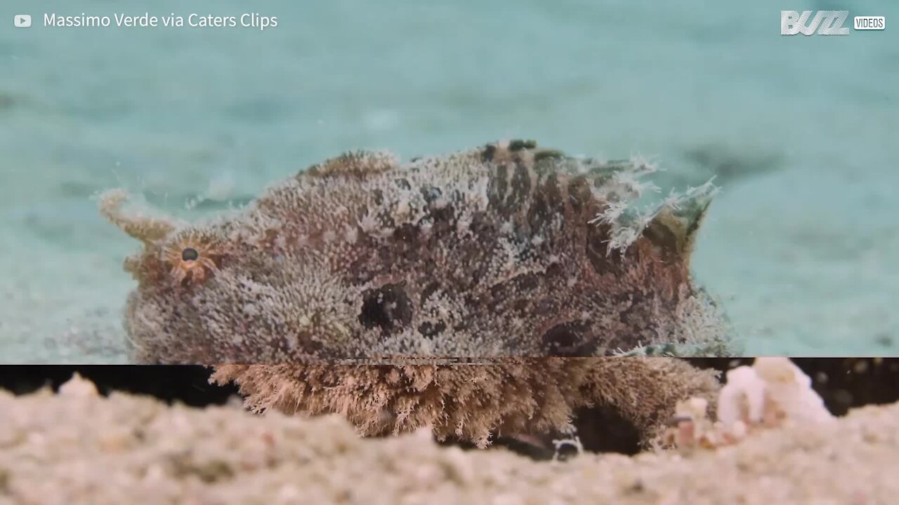 Mergulhador encontra peixe-sapo raro no Egito