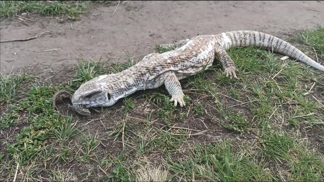 Little Dinosaur hunting =)