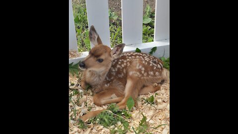 Baby Bambi