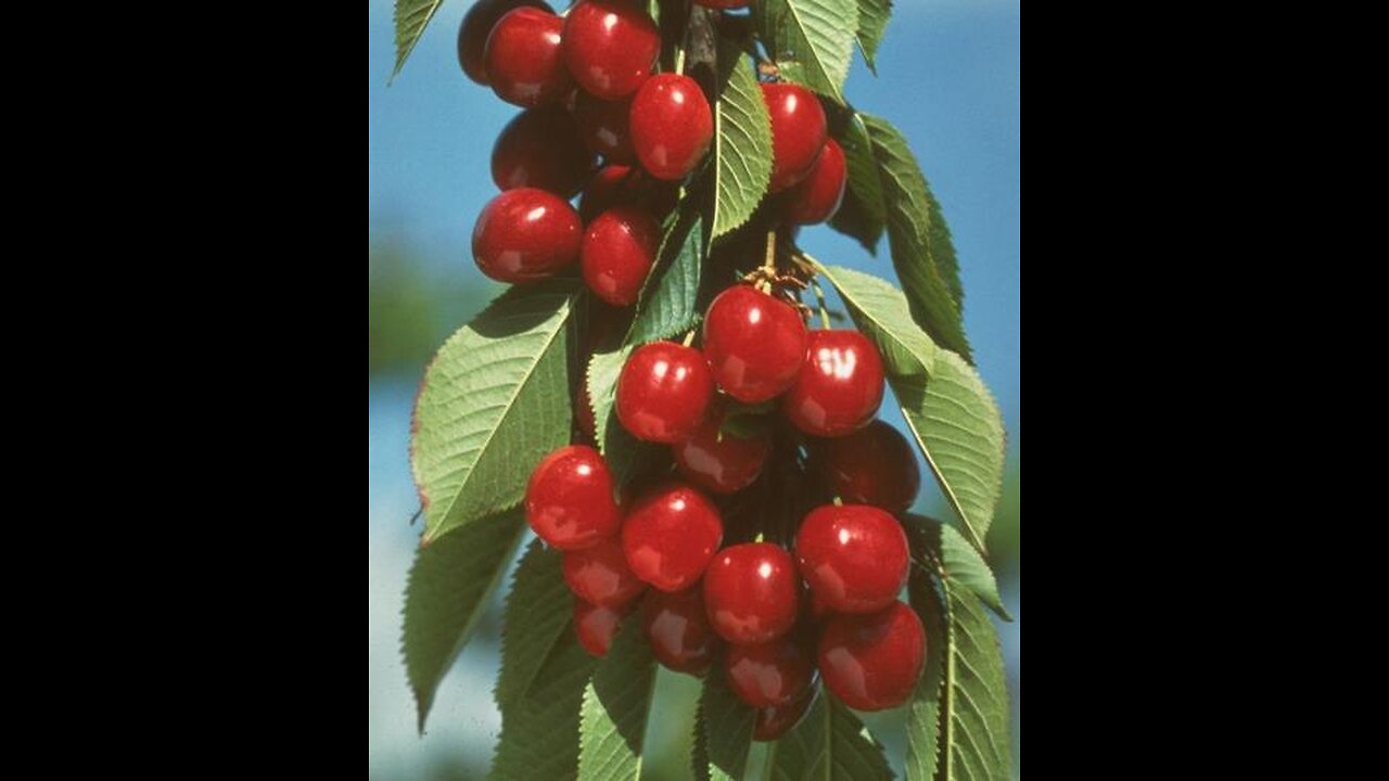 Planting a Bare-root Vandalay Cherry Tree