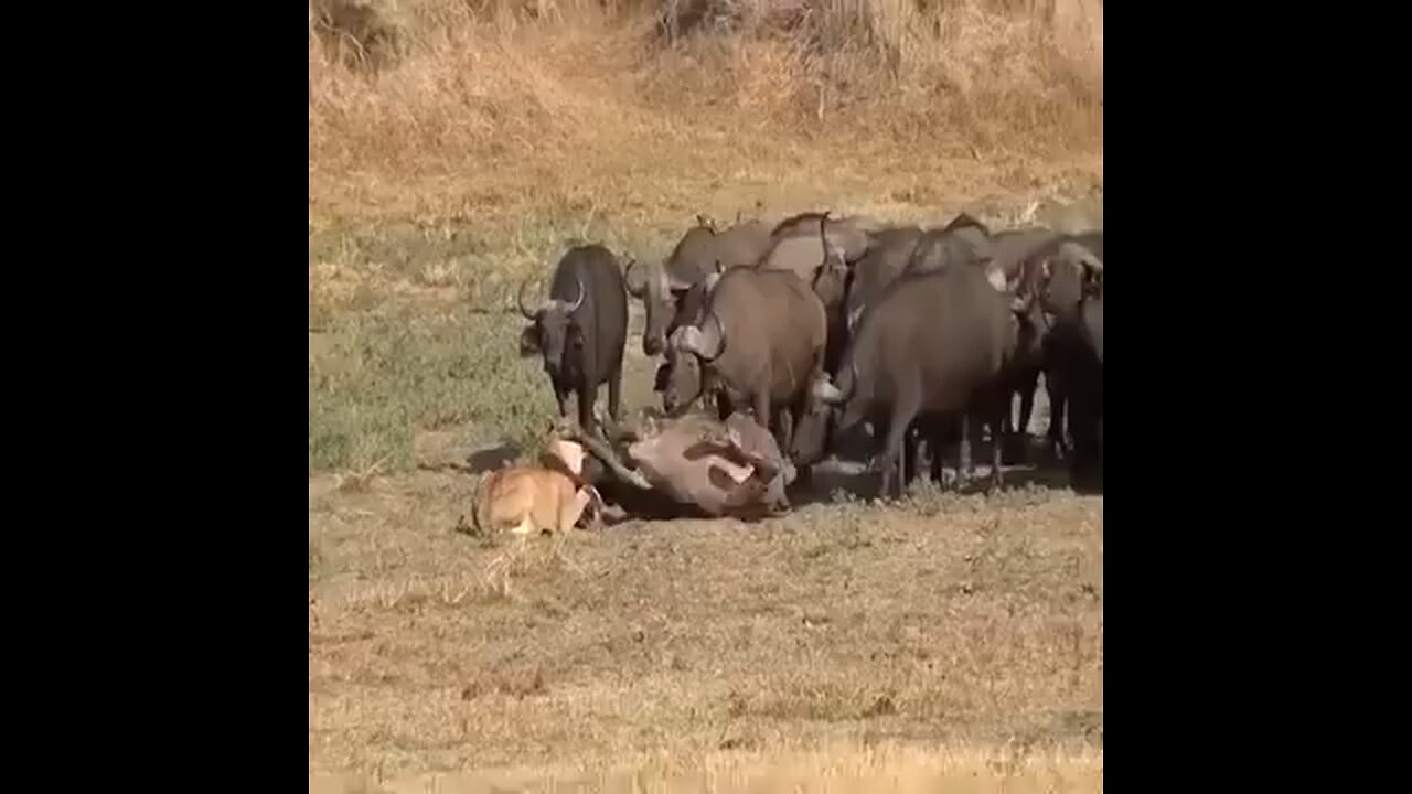 1 loin 🦁 v/s many buffalo 🦬