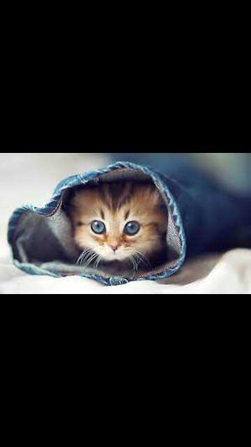 😆😆CUTE KITTY CATS💓