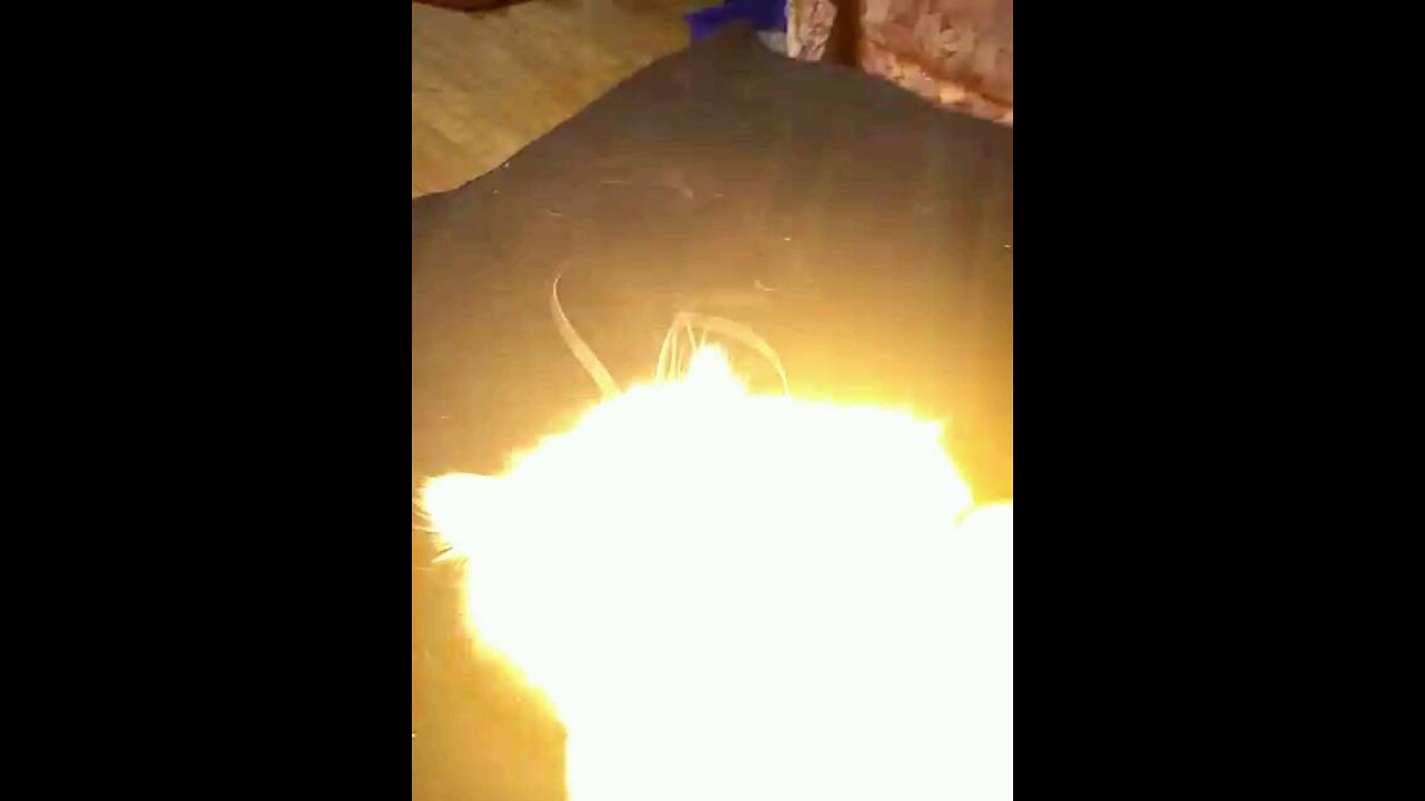 Kitty is playful