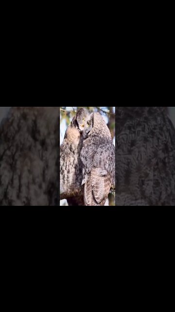 Most Amazing and trending video||relaxing your mind||trendig videos|| #shorts #trending #viral #live