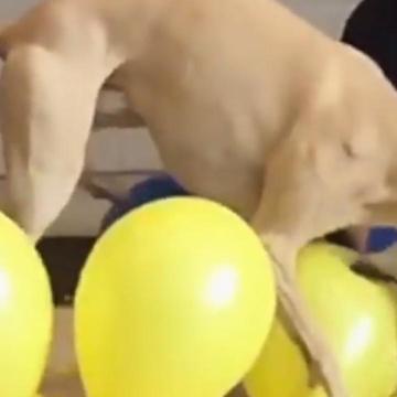 Dog Sets Record For Popping 100 Balloons