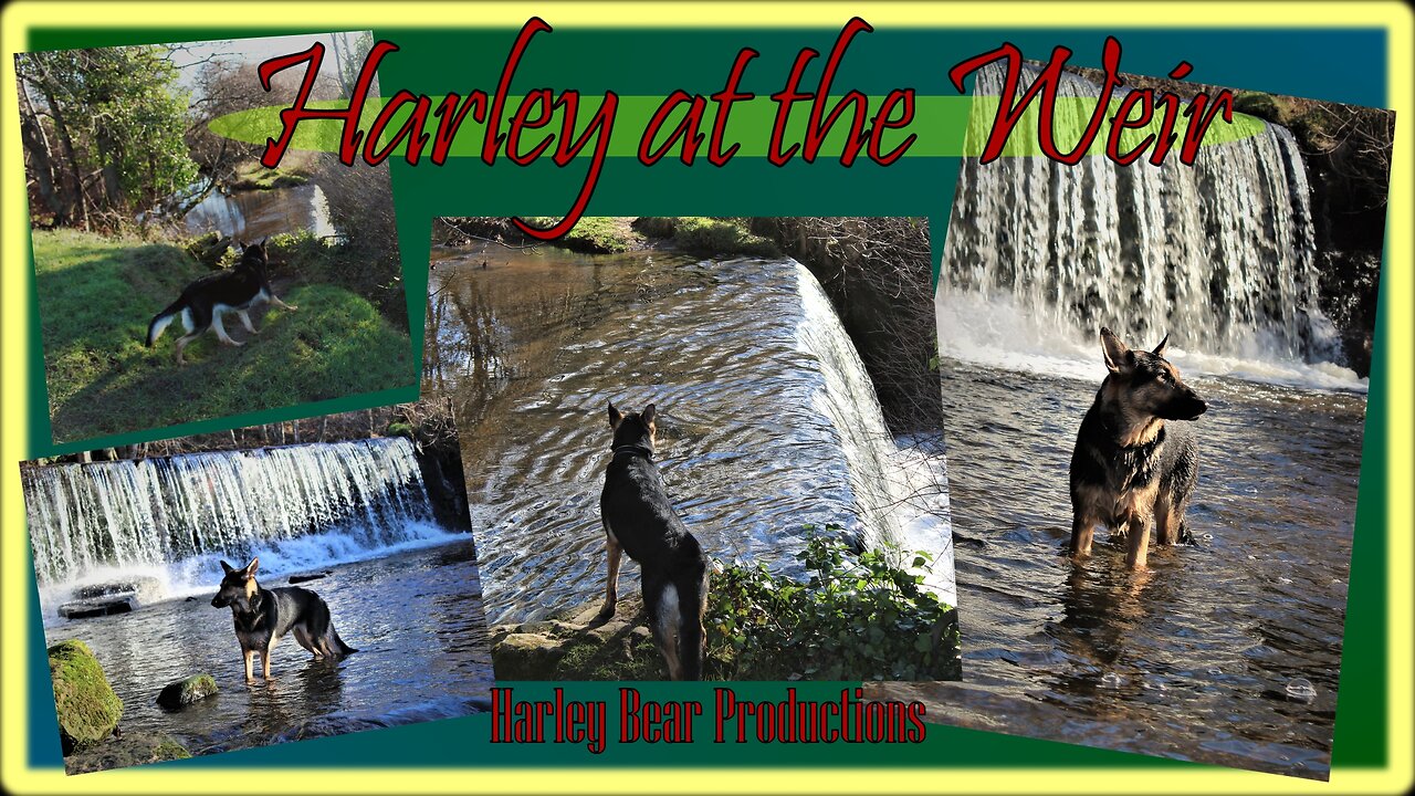 German Shepherd playing in Scottish weir.