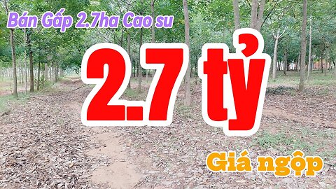 Đất Dầu Tiếng | bán gấp 2.7ha cao su 7 năm tuổi chưa cạo giá rẽ#576