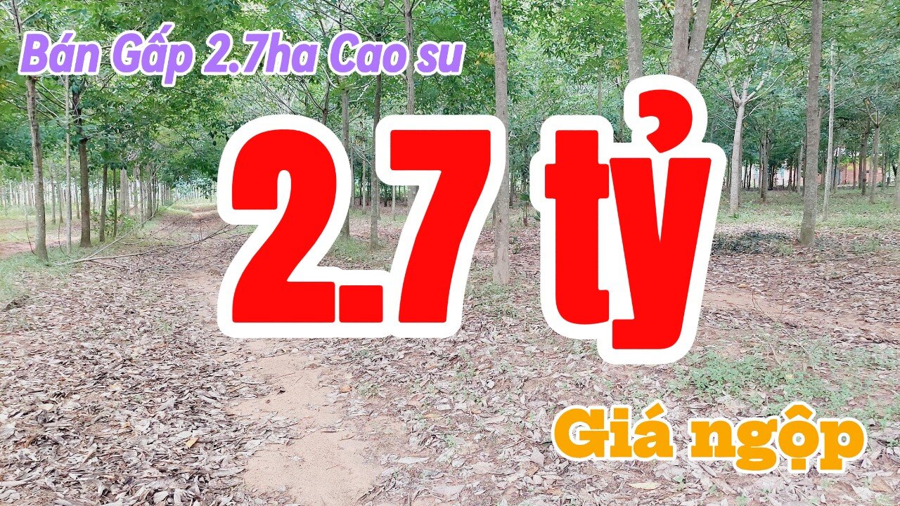 Đất Dầu Tiếng | bán gấp 2.7ha cao su 7 năm tuổi chưa cạo giá rẽ#576