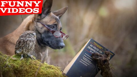 Funniest animal videos compilation tha will 100% make you laugh