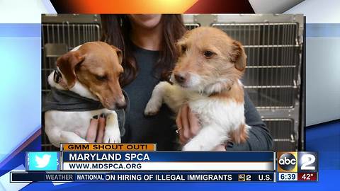 Good morning from 2 adorable dogs at the Maryland SPCA