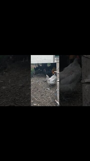 #chickens Taking Cover As The Rain Approaches #chickenshorts