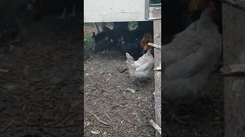 #chickens Taking Cover As The Rain Approaches #chickenshorts
