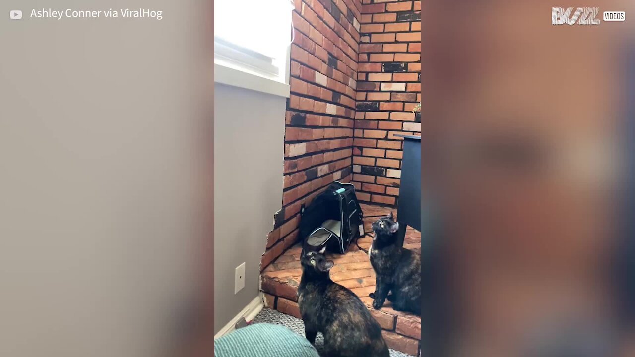 Cat fails seemingly easy jump