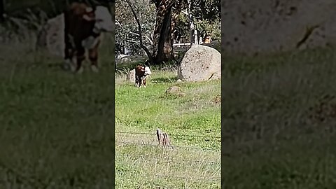 Hereford Calves Enjoying The Sunshine