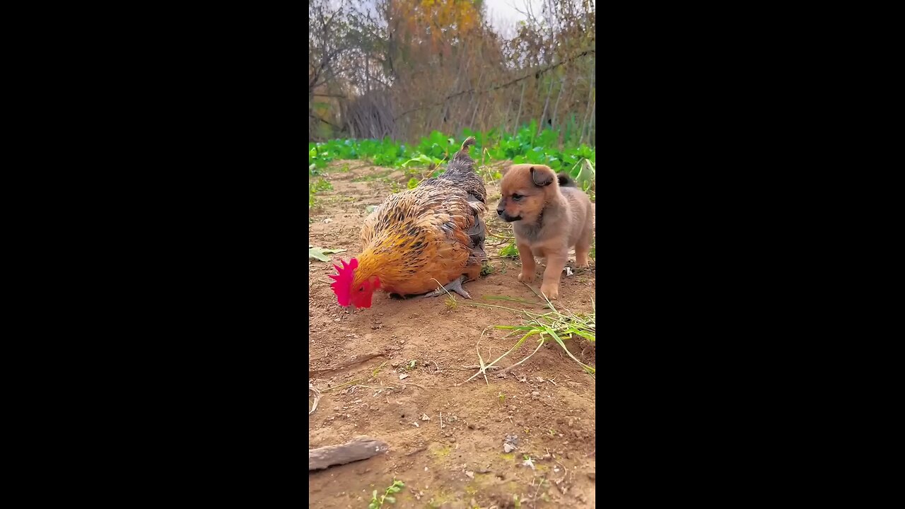 Friendship / puppy and chicken 😄 a beautiful moment 😍😍#puppy#dog#chicken#viral#viralvideod