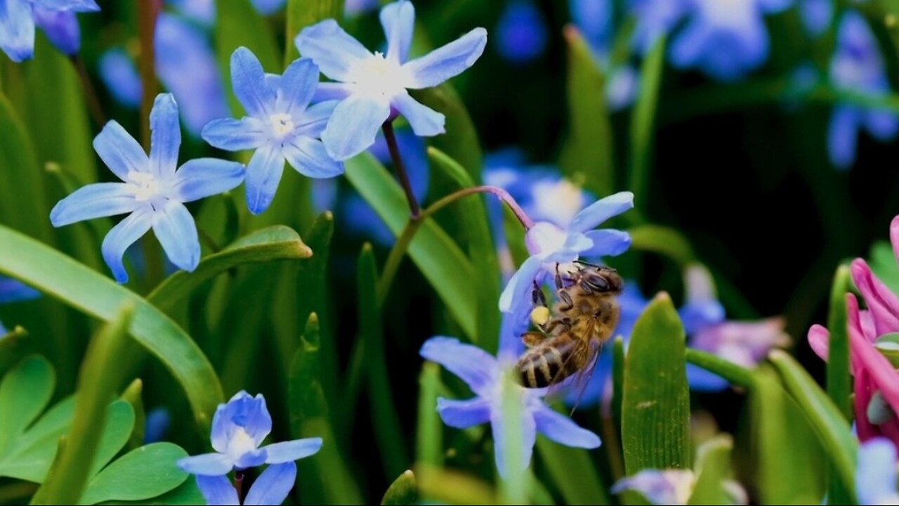 "The Fascinating World of Flowers: Nature’s Colorful Architects"