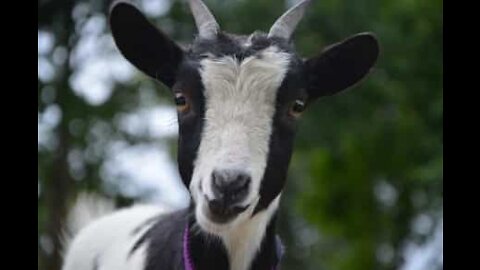 Goat is chased on highway in England