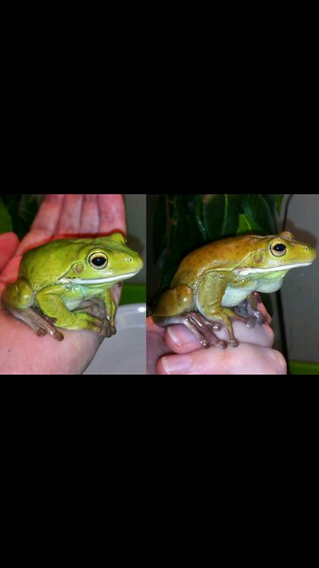 Angry Frog Viral Video.