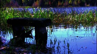 Beautiful Scenery, Forests