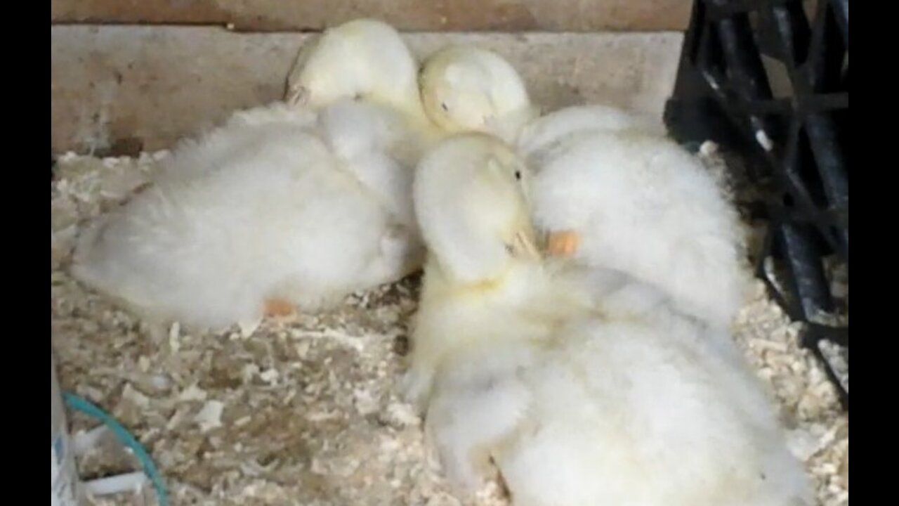 Fluffy Ducklings Cleaning Themselves