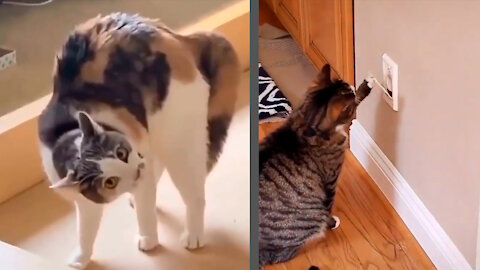 What are they doing Funny Pets