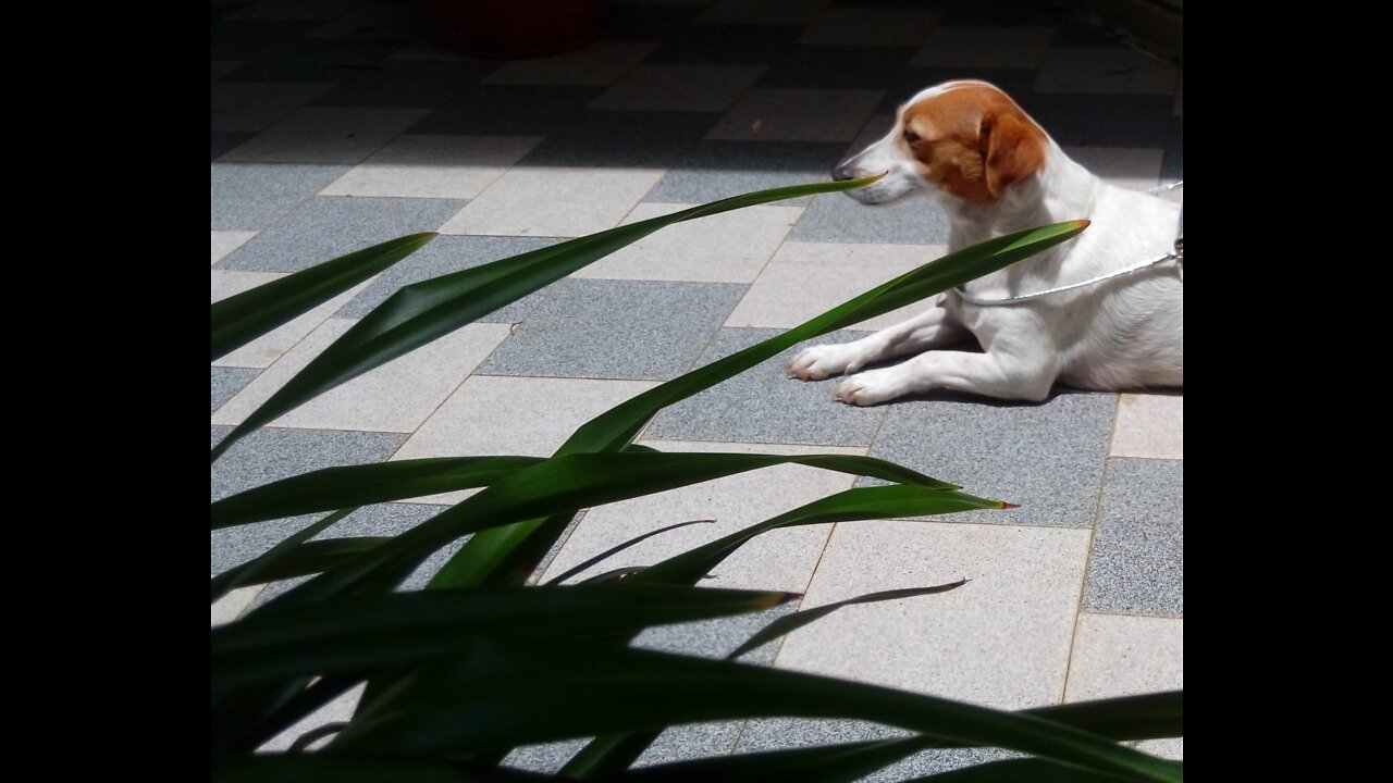 Cute dog