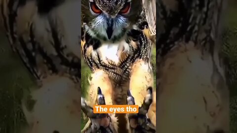 Ready to hunt #shorts #trendingshorts #shots #saintpee #hype #viral #birds