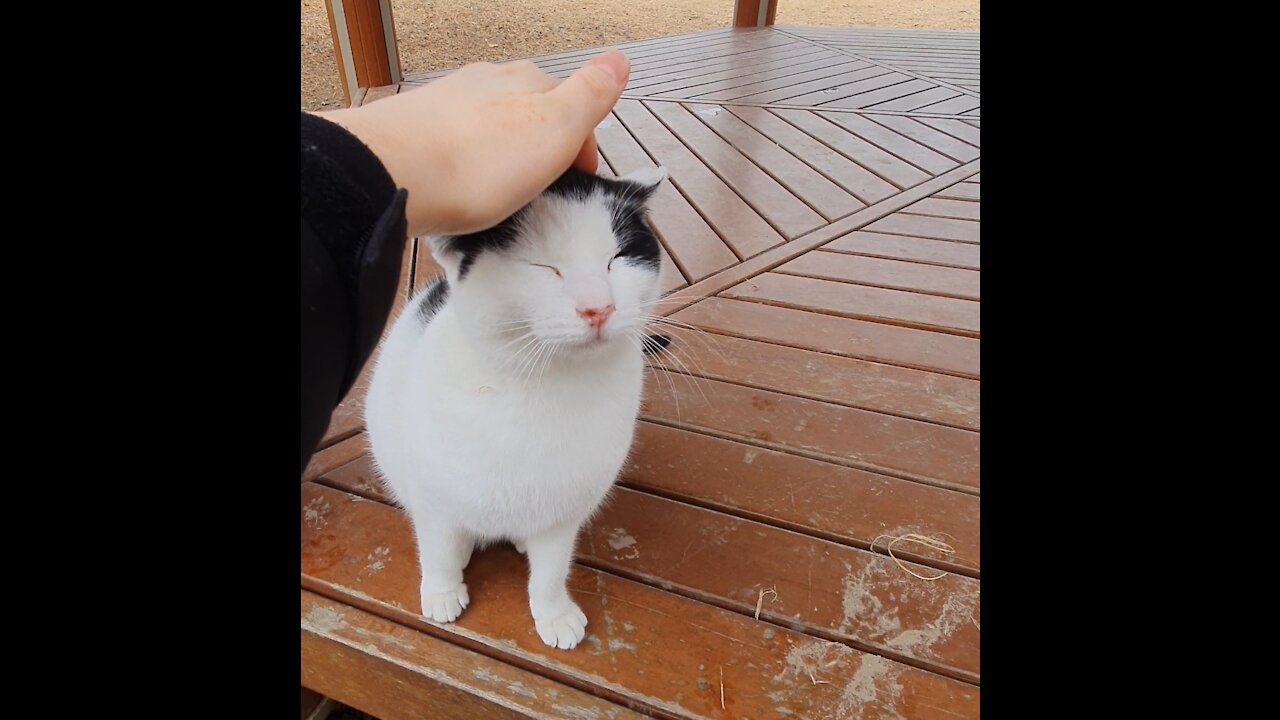 touching cowcat