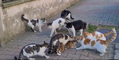 Funniest Animals Scaring People Reactions of 2021 Weekly Compilation 🐙🦆🦀🐓 Funny Pet Videos