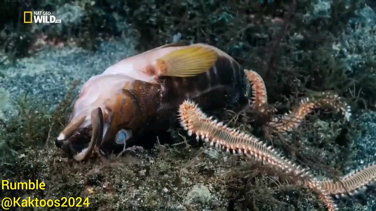 Marine animals video