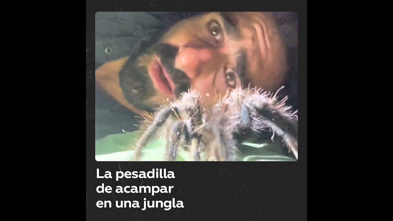 Acampa en la jungla y casi se convierte en comida para la fauna