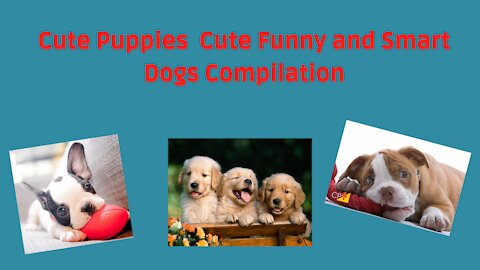 Cute Puppies Compilation of cute, funny and mischievous dogs