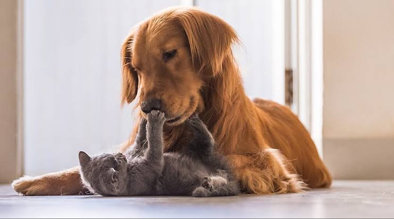 friendly environment for CAT AND DOG