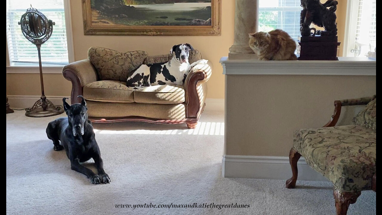 Great Danes And Cat Share A Funny Relaxing and Yoga Routine