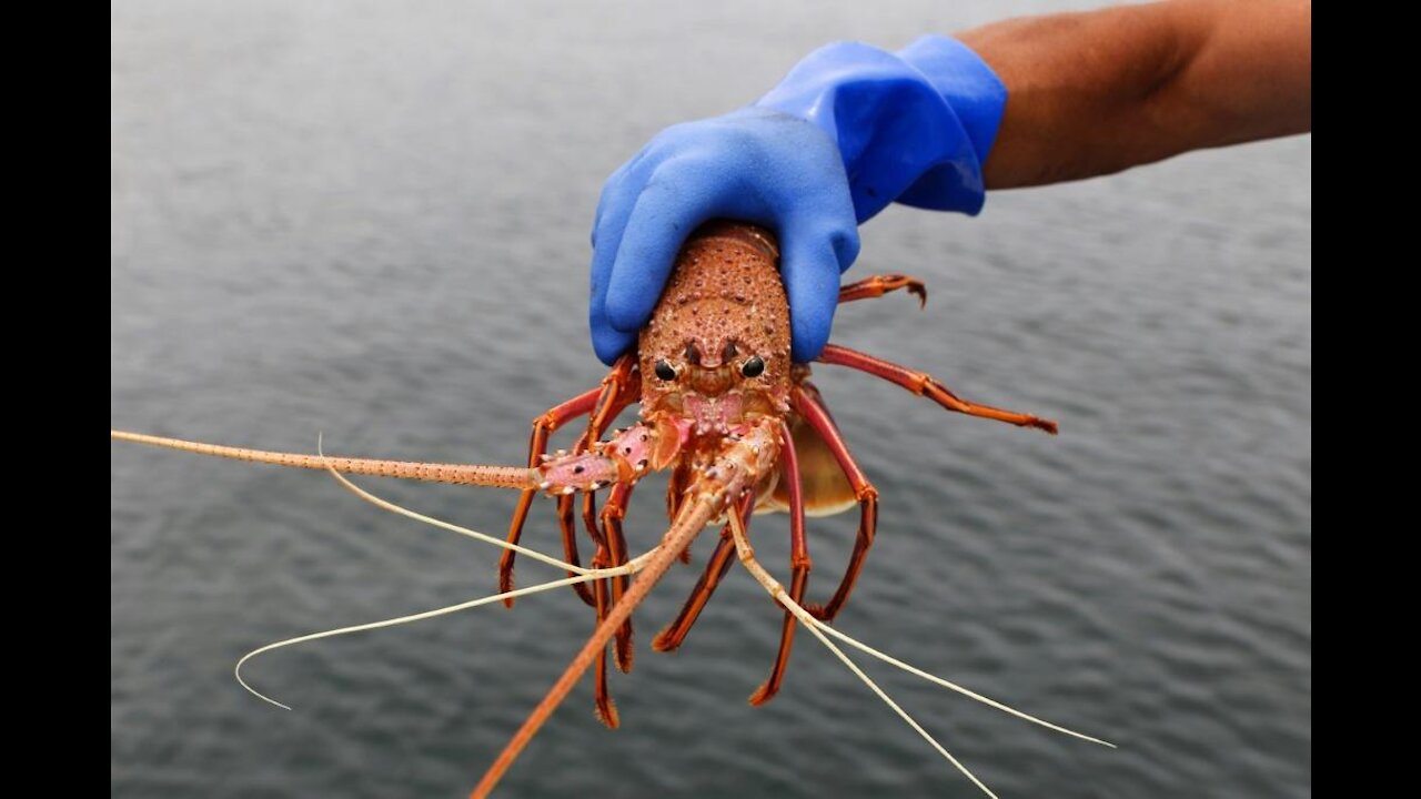 Let's Chat about The Main Lobsters' Causing the Plandemic!
