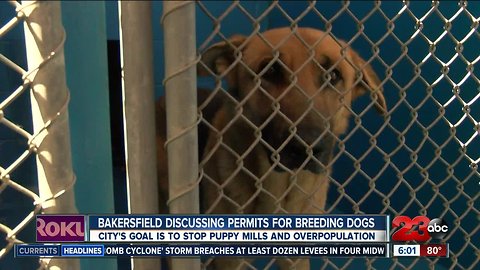 City of Bakersfield considering creating necessary permits for breeding dogs