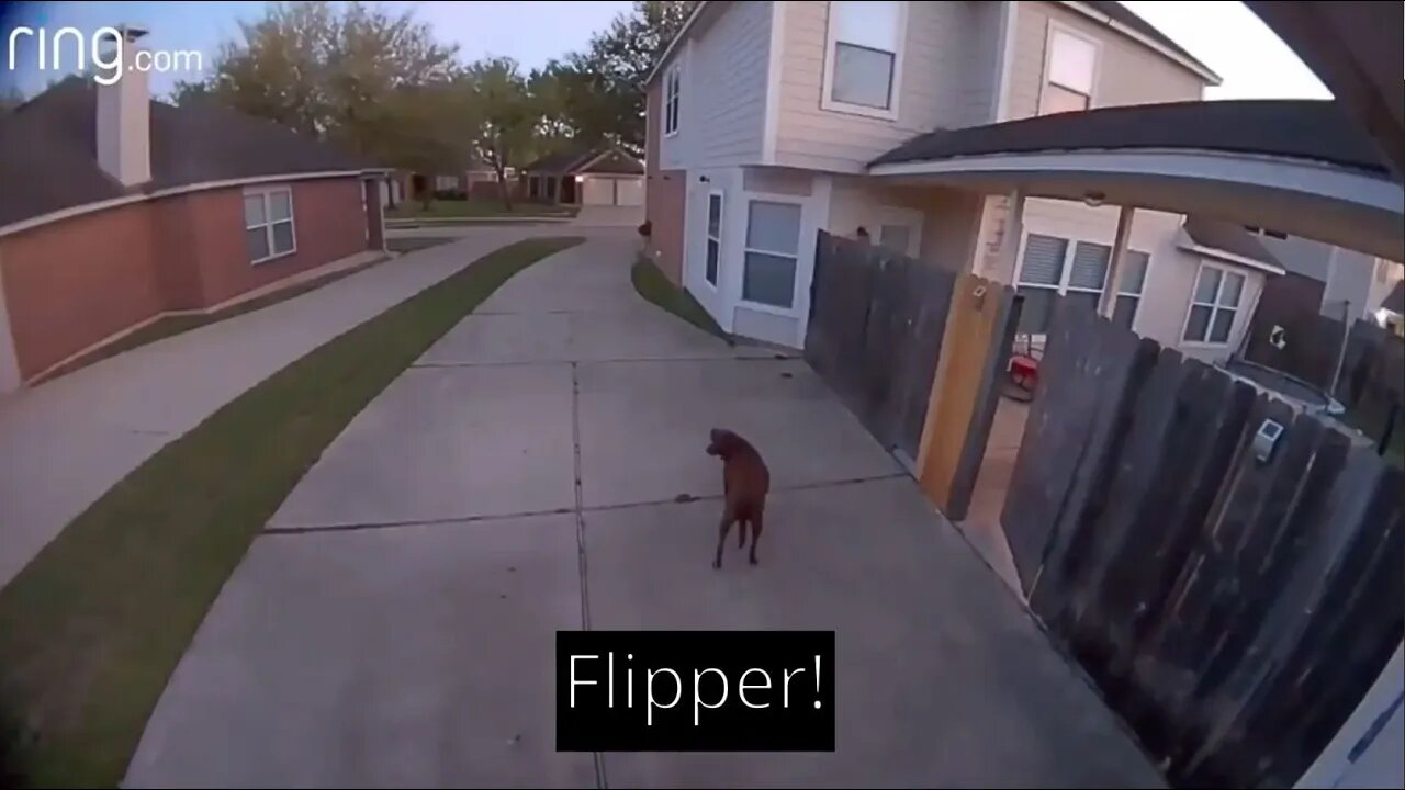 Woman tells her dog to go back inside through a Ring camera