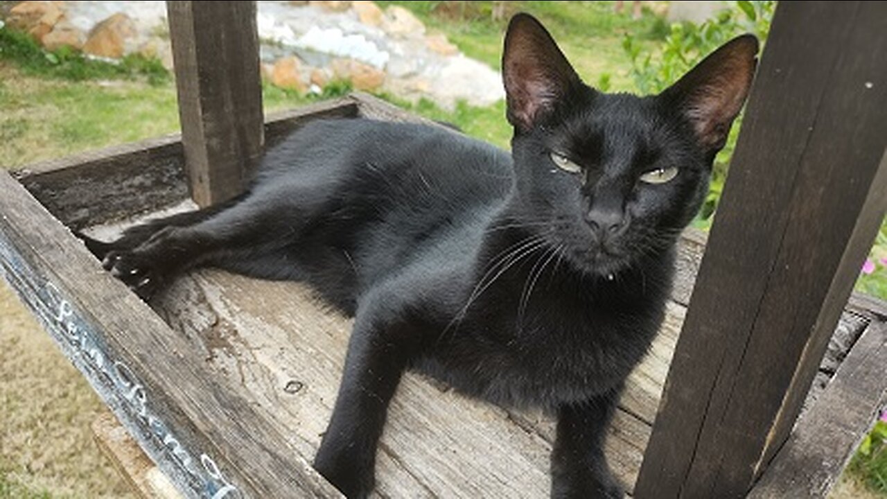Lola Pimenta e Mais Trevessuras com os irmãos