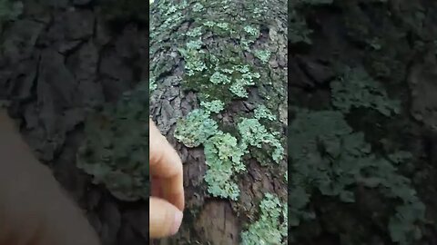 Nature ASMR | Scratching Up & Down A Tree & Screen Taps