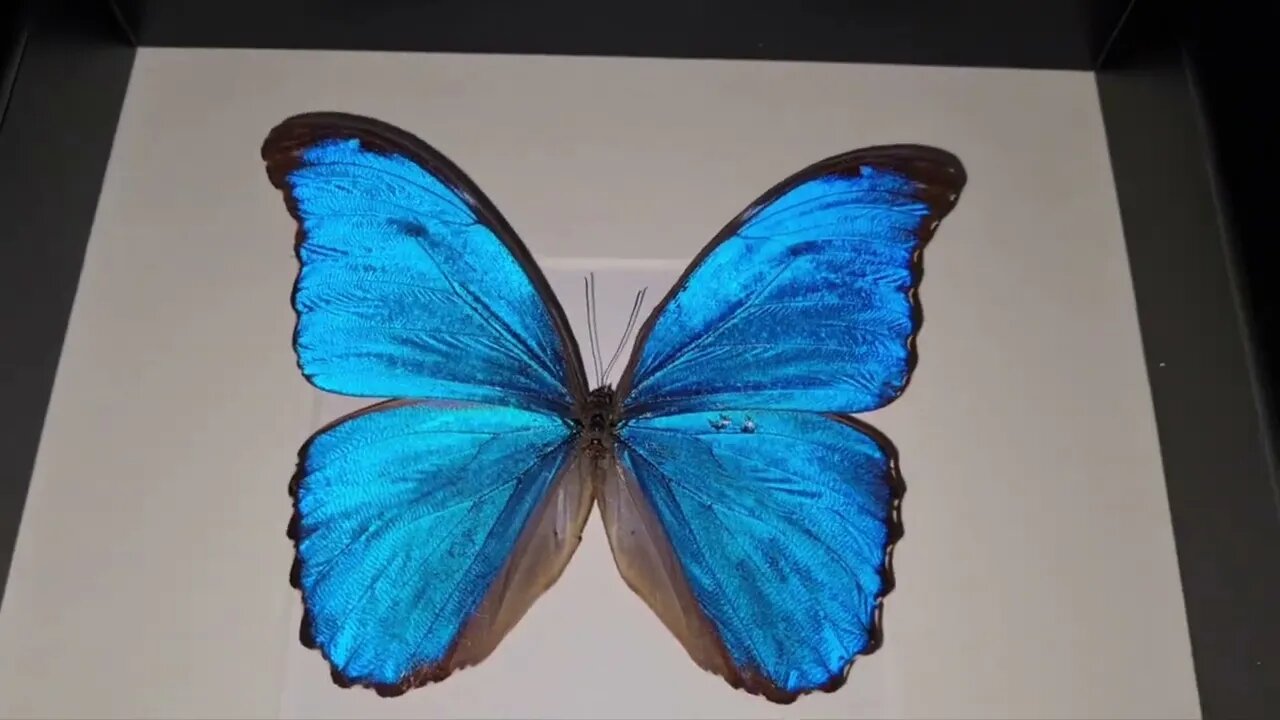 Luc.v.S Butterfly ARTWORK presents Morpho Menelaus BLUE butterflies