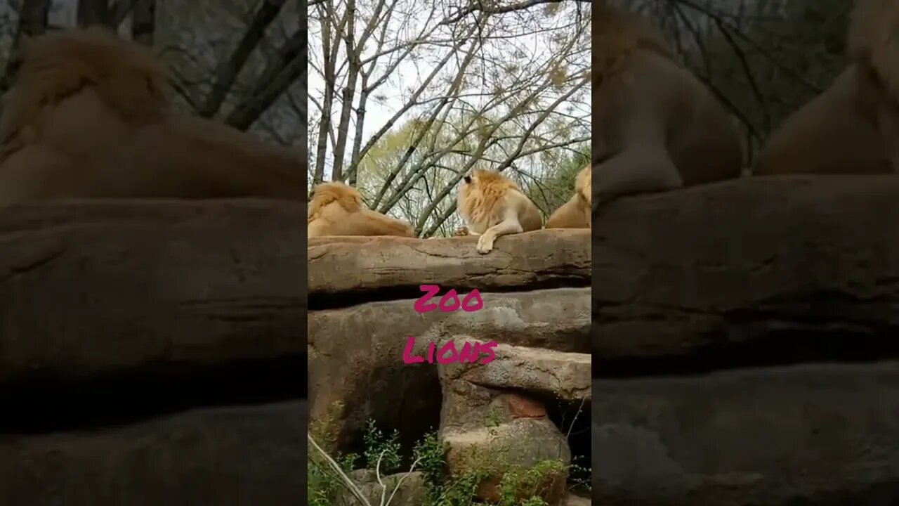 #Zoo Lions
