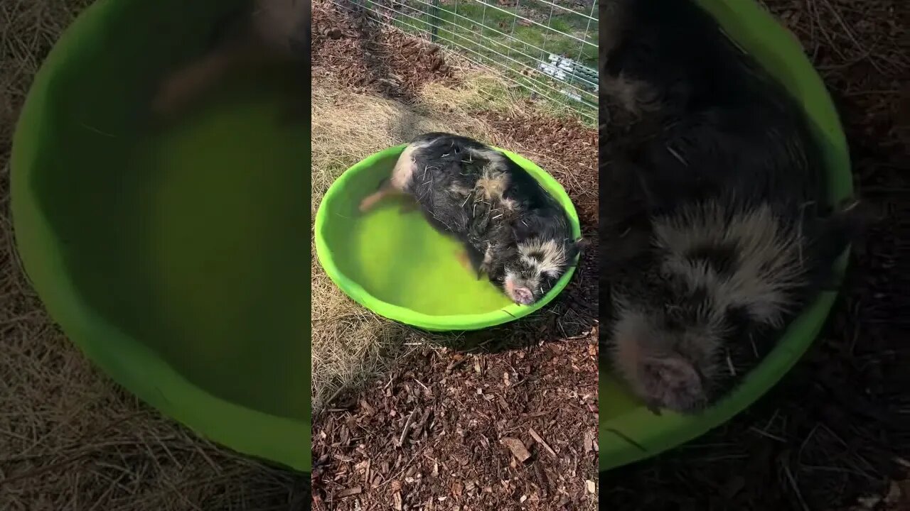 Pool Day for Carter🐷☀️ #pool #spring #kunekune #fy #fyp #humor #funny #farming #homestead