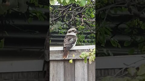 Kookaburra Sitting On The Fence. #trending #shorts #birds #australia #nativebirds #video #viral