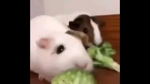 Cute Animals Compilations