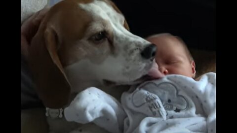 BEAGLE PUPP!E$ ARE 0UTRAGED AT WHAT FAUC! HA$ D0NE T0 HUMAN BAB!E$ (HUMAN!ZED M!CE AGREE)