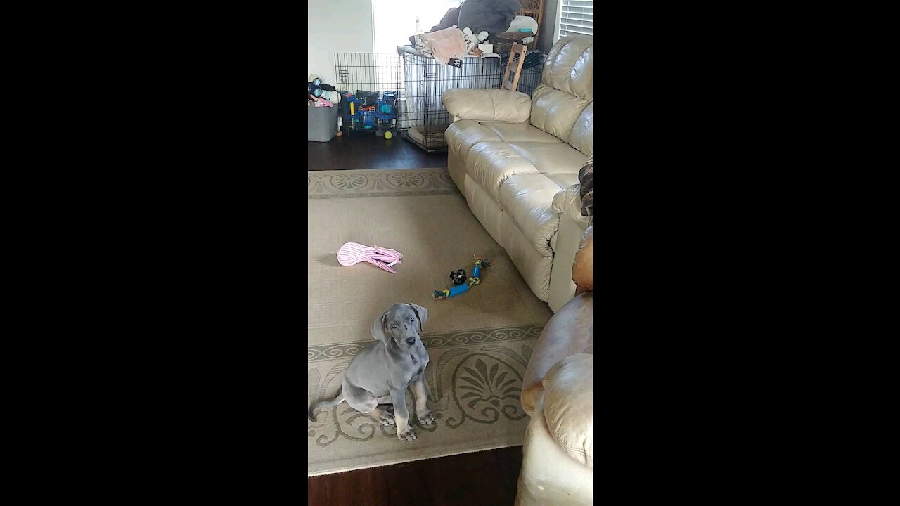 Puppy Can't Jump