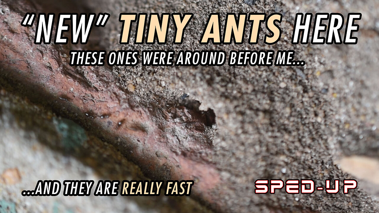 Ants just like little, but fast cars - Sped up