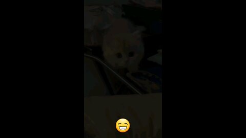 fanny cat