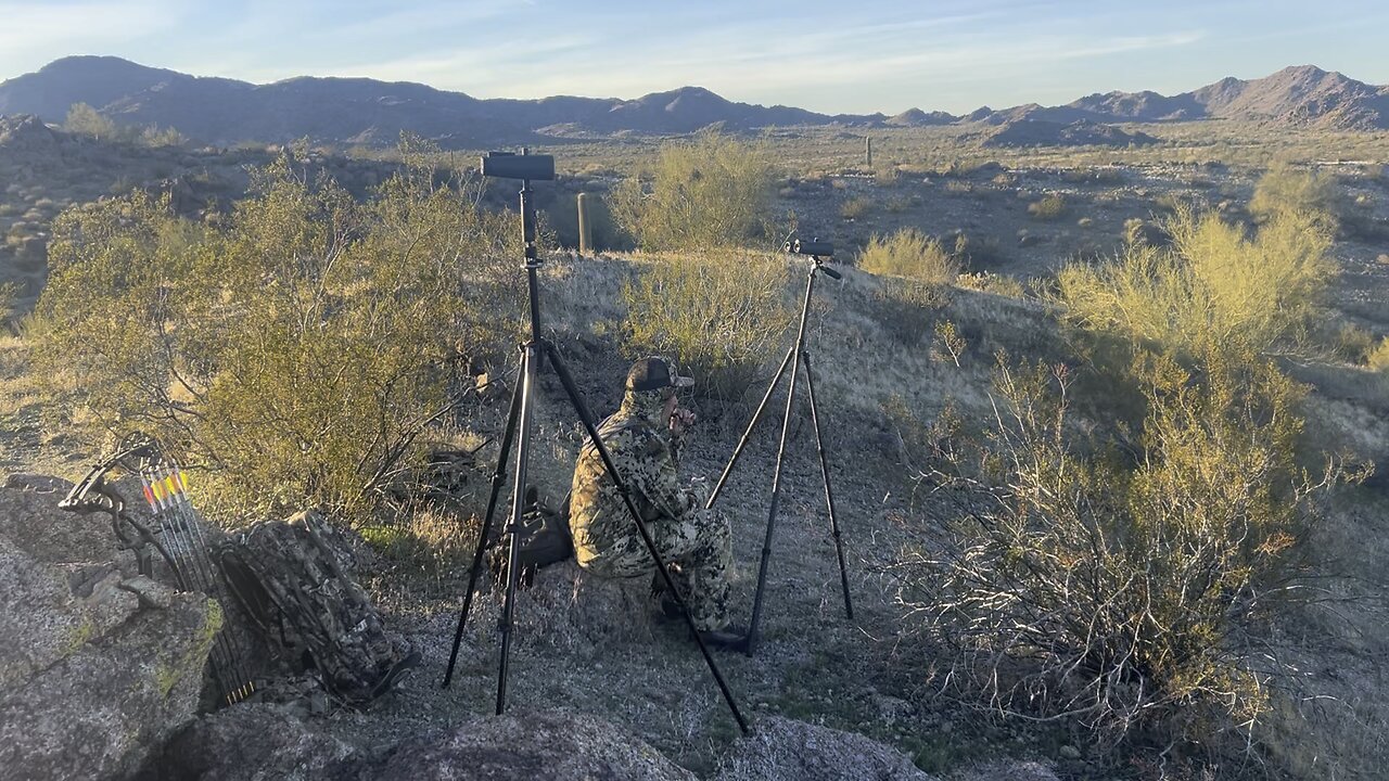 Grunt Calling Mule Deer